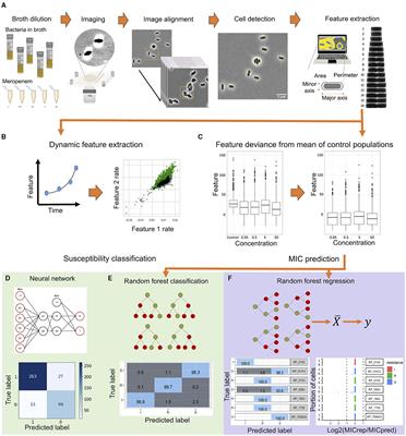 Growth independent morphometric machine learning workflow for single-cell antimicrobial susceptibility testing of Klebsiella pneumoniae to meropenem